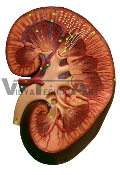 Kidney